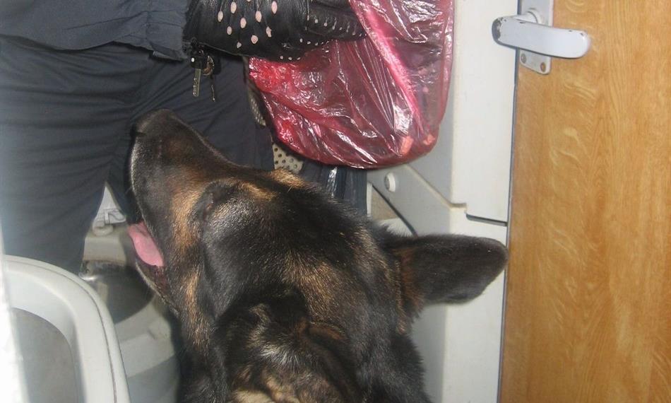 2013-4-12-1524značení psa 13.jpg